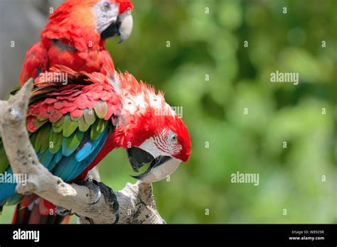 Red Ara Parrot Colorful Macaw Birds Sitting On The Branch Stock