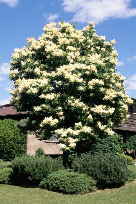 Syringa Reticulata Japanese Tree Lilac Landscape Ontario Lilac Tree