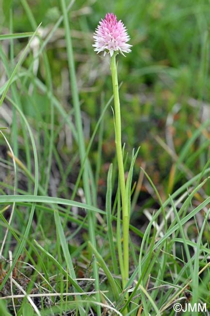 Gymnadenia Lithopolitanica Nigritella Lithopolitanica