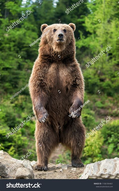 Grizzly Bears Standing Up