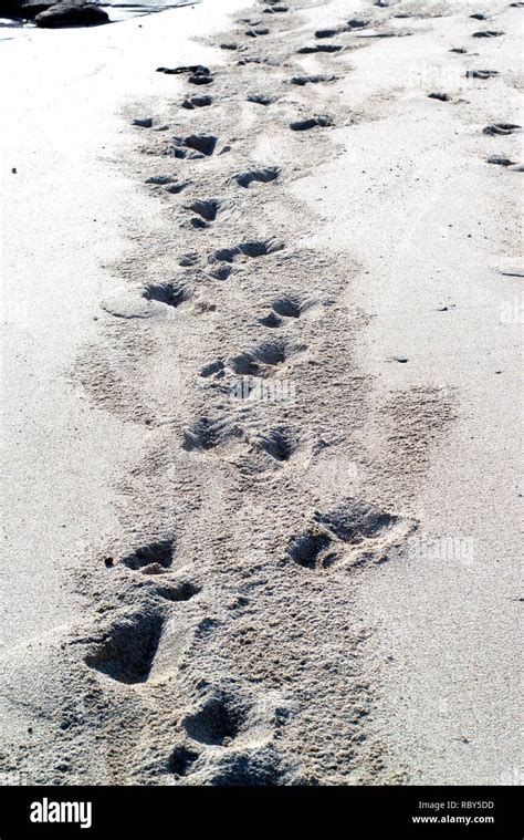 Animal footprints on the sand at the beach Stock Photo - Alamy