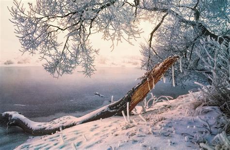 Wallpaper Sunlight Trees Landscape White Nature Snow Winter