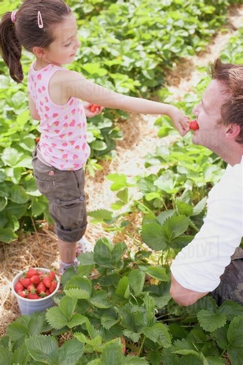 Little Girl Feeding Her Father Strawberries In Strawberry Field Stock