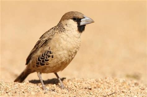 Sociable Weaver Philetairus Socius Nambia South Africa Red Bill