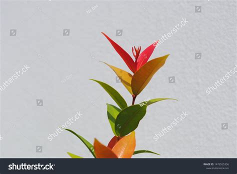 Korean Banyan Tree Fence Over 130 Royalty Free Licensable Stock Photos