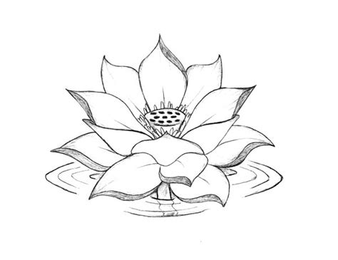 Lotus Flower Blooming On The Water Coloring Page Kids Play Color