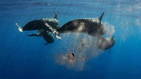 Las ballenas ayudan a enfriar la Tierra mitigando el cambio climático