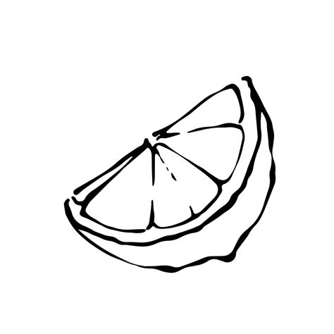 Hand drawn cut lemon slice black and white outline vector illustration 16777356 Vector Art at ...