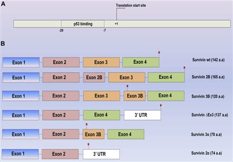 High expression of survivin and its splice variants survivin ΔEx3 and