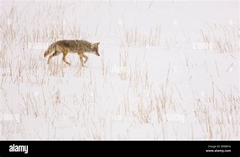 Coyote Prey Hi Res Stock Photography And Images Alamy