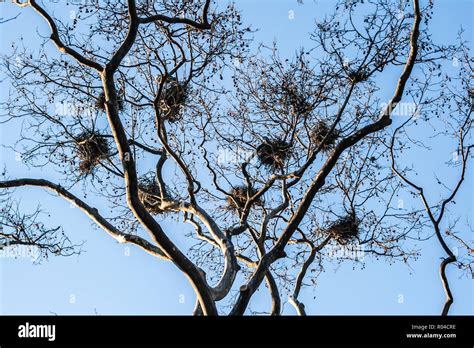 Multiple Nests In Tree Hi Res Stock Photography And Images Alamy