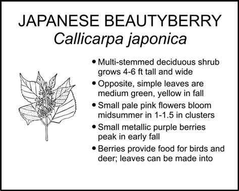 Japanese Beautyberry Smart Garden Signs