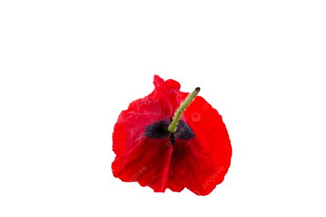 A Red Poppy Plant Nature Fresh Natural Png Transparent Image And