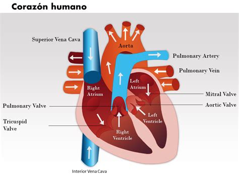 Asuntos Del Sistema Cardiovascular Top Plantillas