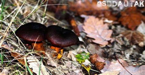CSODAUTAK: Barna tinóru (Xerocomus badius)