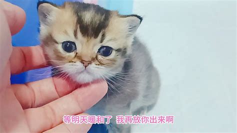 独苗小奶猫忽然在猫妈身下消失，猫妈手忙脚乱展开救援，真是亲妈 Youtube