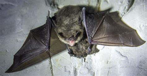 Why Are Bats Dangerous Bat Removal Indiana