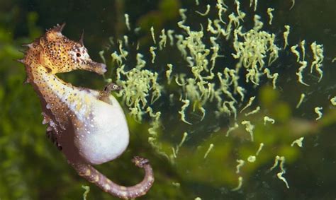 Beautiful Images Of Male Seahorse Giving Birth | Animals Giving Birth