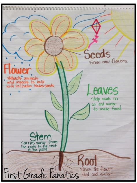 Parts Of A Plant First Grade