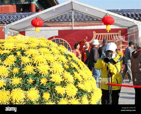 Chrysanthemum Exhibition Held At The Temple Of Heaven Draws Tourists