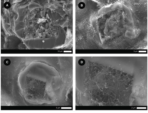 Scanning Electron Microphotograph Sem Of Dolomite And Palygorskite