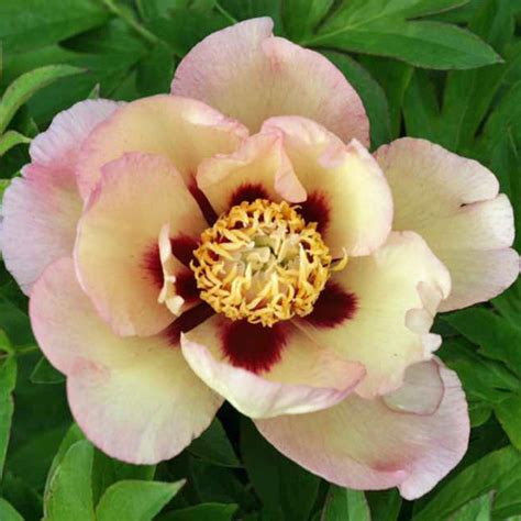 American Peony Society Pastel Splendor