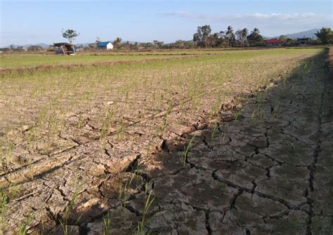 Saluran Bendungan Irigasi Rusak Puluhan Hektare Sawah Di Ranomeeto