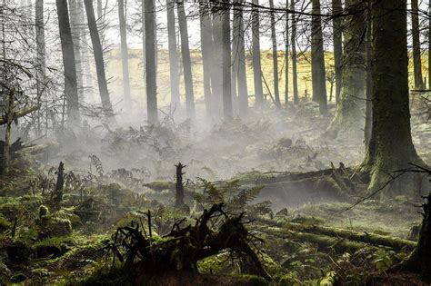 British Army releases photo of camouflaged sniper hiding in the forest ...