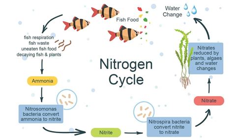 Understanding Nitrogen Cycle In Aquarium For Beginners