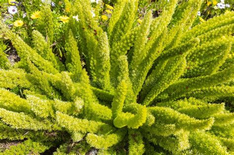 Green Foxtail Fern Asparagus Densiflorus Meyeri With Fruits Seeds Or