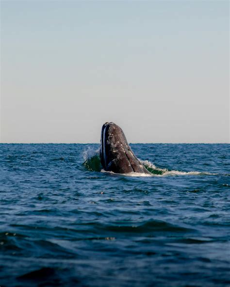 Whale Jump Photos, Download The BEST Free Whale Jump Stock Photos & HD ...