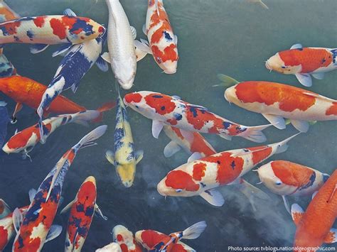 Interesting Facts About Koi Fish Just Fun Facts