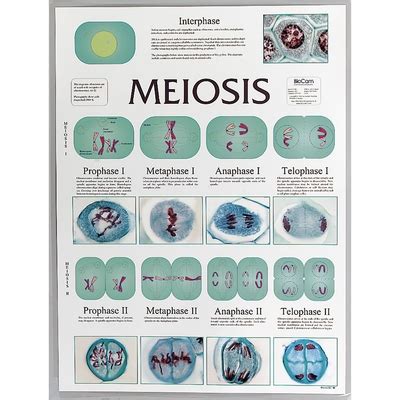 Cell Division Chart Set | Carolina Biological Supply