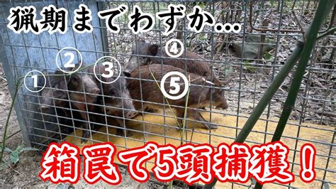 箱罠で5頭イノシシを捕獲！ Youtube