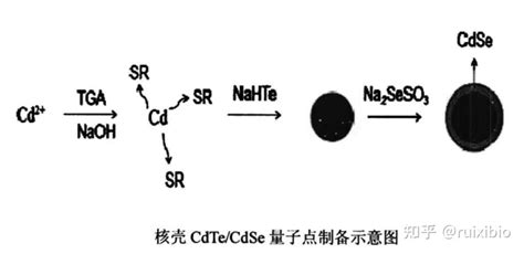 水相方法合成碲化镉 硒化镉 硫化锌（cdte Cdse Zns）量子点 知乎