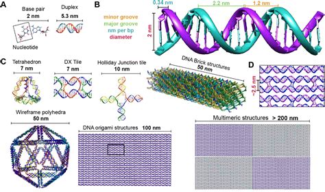 Pursuing Excitonic Energy Transfer With Programmable Dna Based Optical