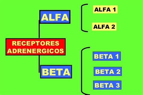 Fisiologia Del Sistema Nervioso Autonomo