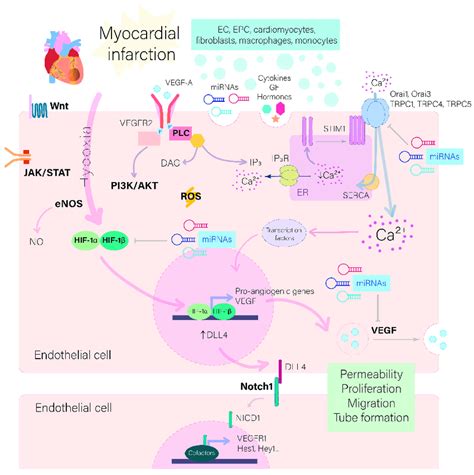 Signaling Pathways Activated In Endothelial Cells Ecs After