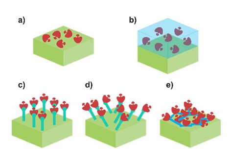 Scheme Of Different Enzyme Immobilisation Approaches A Adsorption