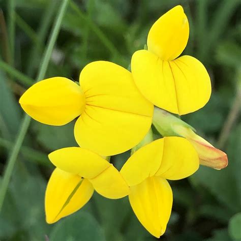 Birdsfoot Trefoil Lotus Corniculatus British Wildflowers Habitat Aid