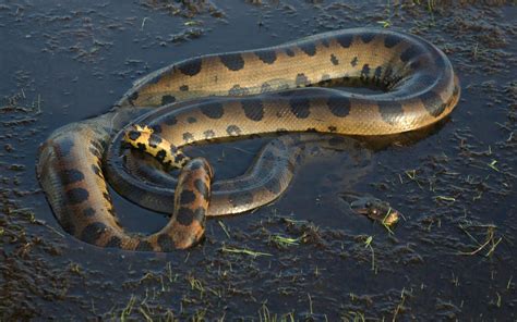 Anaconda Background Free Download