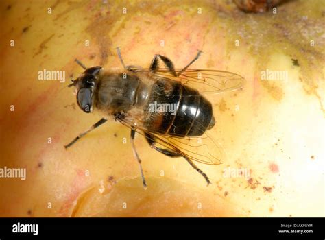 Adult Drone Fly Eristalis Tenax Hi Res Stock Photography And Images Alamy