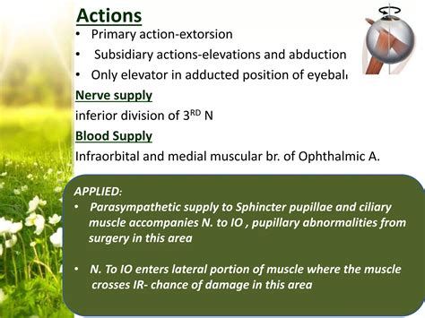 Anatomy And Physiology Of Extraocular Muscles And Applied Aspects Ppt