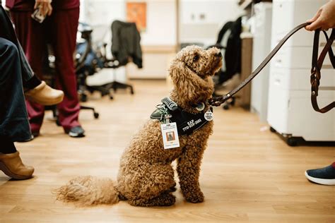 The Role Of Therapy Dogs In Reducing Anxiety And Depression Pets Tours