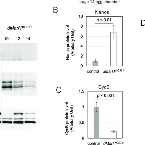 Dmarf Translationally Represses Nos In The Late Stages Of Oogenesis