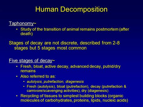 Human Decomposition Stages