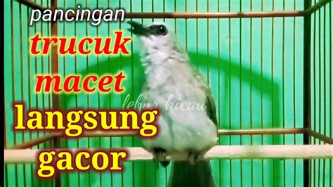 Burung Trucuk Gacor ROPEL PANJANG Pancingan Trucukan Yang Macet Bunyi