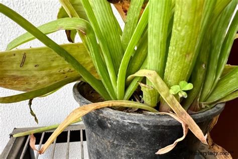 Why Is My Aloe Vera Plant Turning Yellow 10 Causes Fix