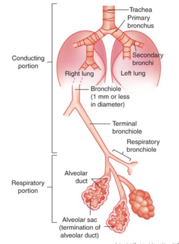 Pulmonology Week 1 Flashcards Quizlet