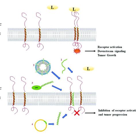 Mechanism Of Action Of Transmembrane Peptides To Inhibit Receptor